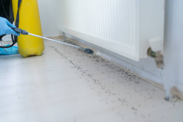 Best Wasp Removal Services  in Sargent, TX